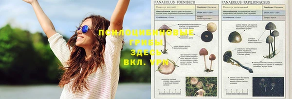 стаф Кулебаки